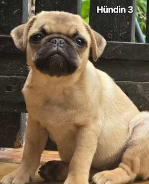 Wir können ausziehen    Zuckersüße Retro Mops Welpen
