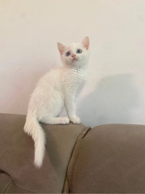 Süßes weißes Kitten (weiblich) sucht ein liebevolles Zuhause
