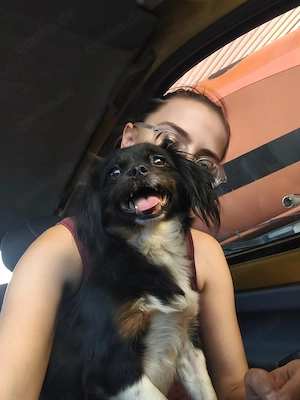 IN DEUTSCHLAND Mini Pekinese Hündin 2j 4kg 