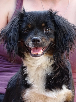 Mini Pekinese Hündin 2j 4kg in erfahrene Hände zu vermitteln 