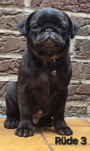 Heute 2.Impfung bekommen    Wir können ausziehen    Zuckersüße Retro Mops Welpen Bild 2