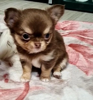 Chihuahua-Welpen: Große Gefühle in kleiner Größe. 