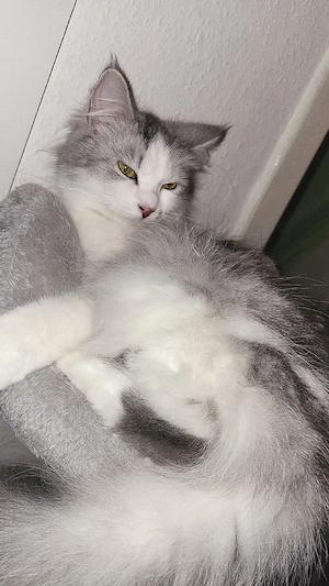 maicoon & bkh mix dame  abzugeben