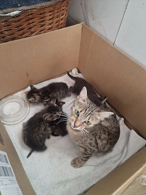 Vier kleine Kätzchen suchen ein neues Zuhause!