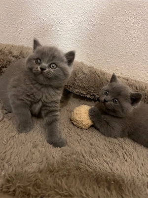 BKH kitten katze