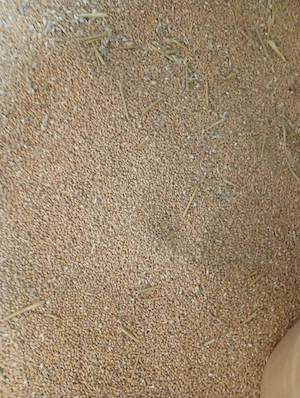 Weizen 25kg abzugeben 