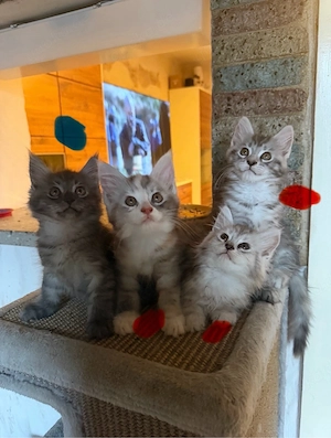 Maine coon Kitten 