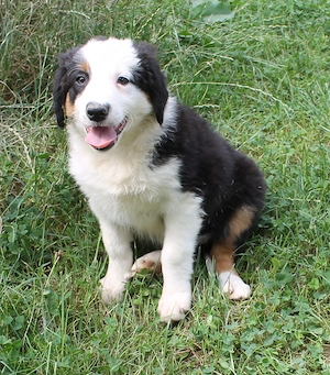 Border Collie Welpen