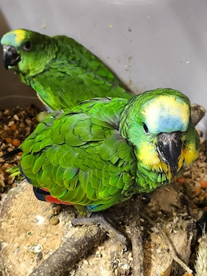 gebe Blaustirnamazonen ab