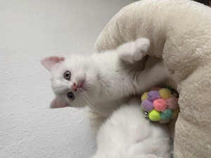 Zuckersüße BKH Kitten 