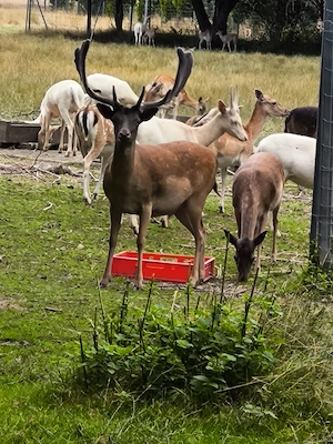 gebe Damwild lebend ab Bild 2