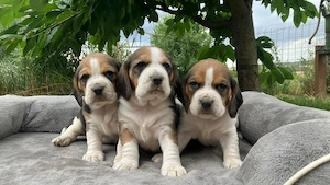 kräftige reinrassige Beagle Welpen suchen ab dem 28.August ein tierliebes neues zu Hause