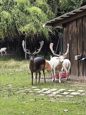 gebe Damwild lebend ab