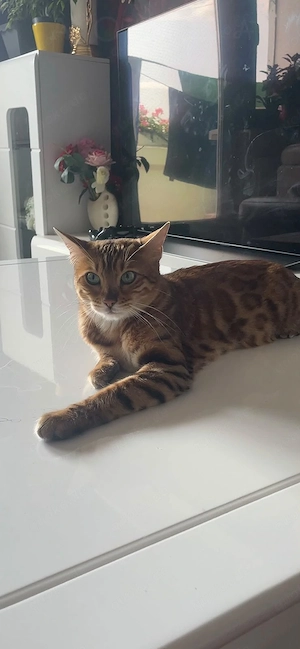  Liebevolles Zuhause für unsere Bengal-Katze gesucht   