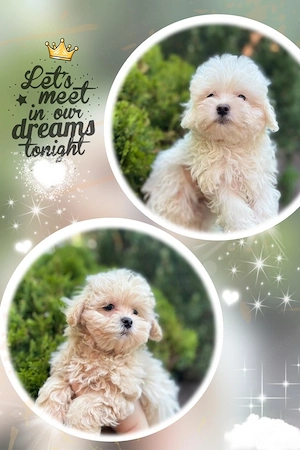 Maltipoo Welpen