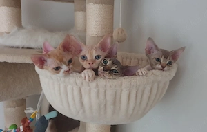 Süße Devon Rex Kitten vom Züchter 