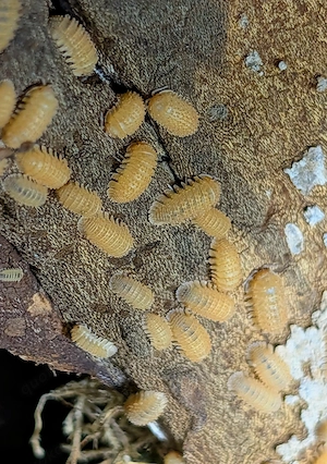 Cristarmadillidium muricatum - kleine gestachelte Zierassel