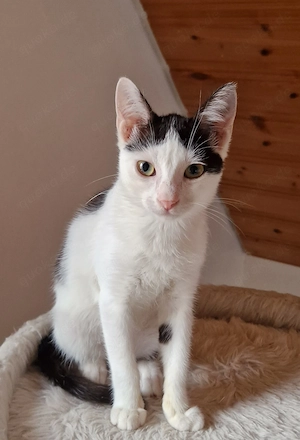 Lilly & Mausi ( Katzenkinder) suchen gemeinsam ein Zuhause