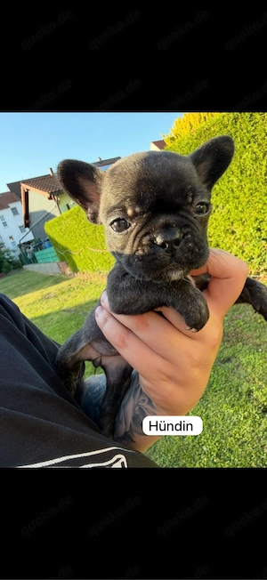 französiche Bulldogge Weibchen