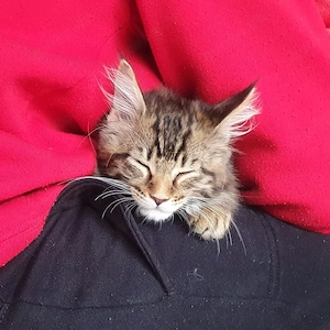  **3 wunderschöne Maine-Coon-Kätzchen suchen ein liebevolles Zuhause** 