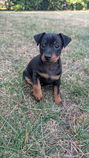  Zwergpinscher  Prager Rattler mix