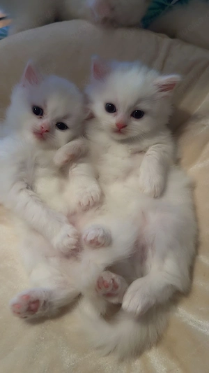 Perserkatzen in Weiß