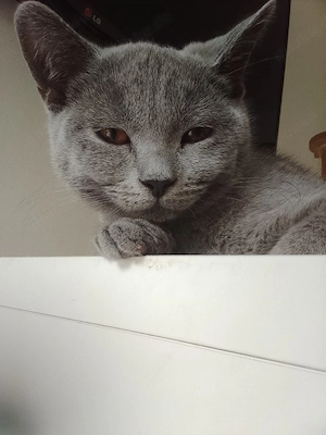 Britisch Kurzhaar Kitten BKH 