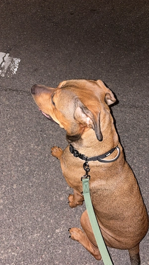 Hund zu verkaufen 