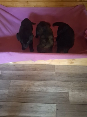 Deutsche Langstockhaar Schäferhundewelpen ab