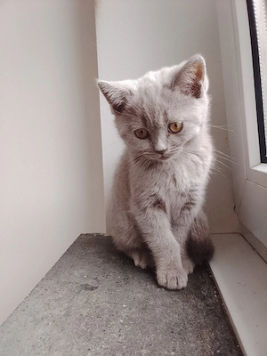 noch 1 lilac bkh Kitten da 