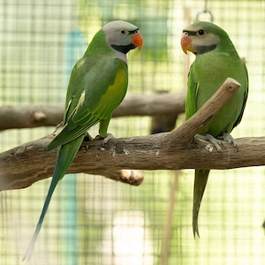 Rosenbrustbartsittiche Bartsittiche Psittacula Alexandri