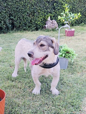 Carlos ein toller lieber Rüde  Bild 2