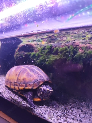 Wasserschildkröten,  kleinbleidend