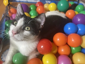 Kleiner Kater (Kitten, Katzenbaby) in liebevolle Hände abzugeben
