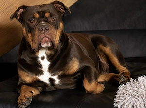 Wunderschöne Englisch Bulldogge Hündin zu vergeben. 