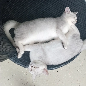 Abgabebereit,BKH Kitten Kater ist noch frei. 