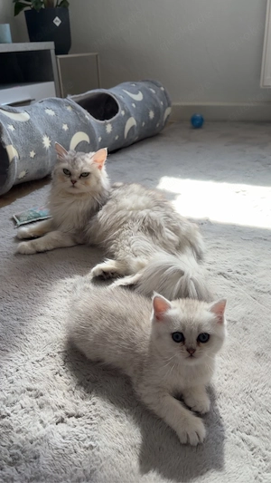 Vier süße Britisch Kurzhaar Mix Kitten suchen ein liebevolles Zuhause!