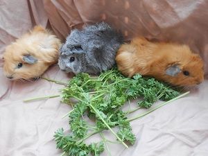 Meerschweinchen Jungtiere Früh Kastriert zur sofortigen Abgabe
