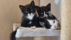 Süße Katzenbabys suchen ihr neues Zuhause