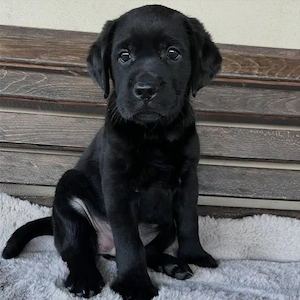 Süße schwarze und schokoladenbraune Labradorwelpen suchen ein neues Zuhause!