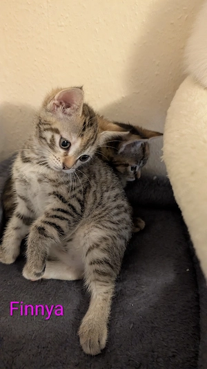 Kitten bereit für's Abenteuer 