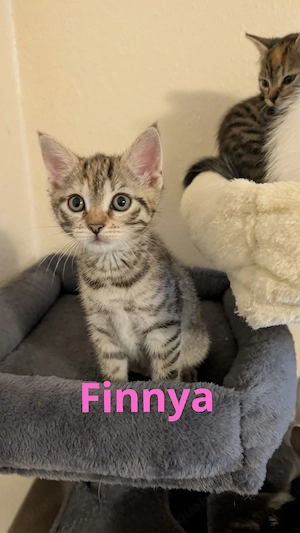 Kitten bereit für mein Abenteuer 
