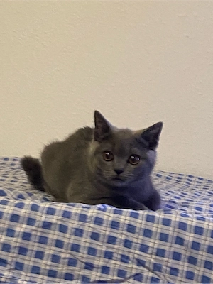 Suche ein liebevolles Zuhause für meinen süßen Britisch Kurzhaar Kater (dunkelgrau)