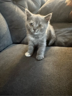 Bkh kitten
