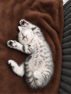 Perser, Babykatzen