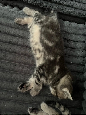 Perser, Babykatzen Bild 4