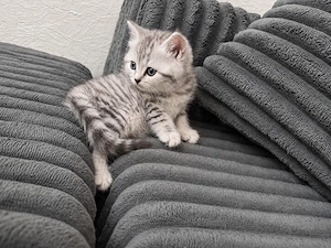 Perser, Babykatzen Bild 3