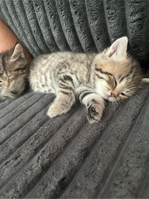 Perser, Babykatzen Bild 5