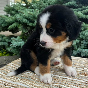 Berner Sennenhund-Welpen