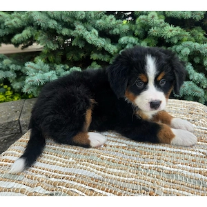 Berner Sennenhund-Welpen